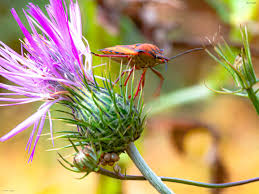 Attēlu rezultāti vaicājumam “Carpocoris sp.”