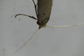 Attēlu rezultāti vaicājumam “Nematopogon sp.”