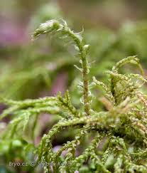 Attēlu rezultāti vaicājumam “Hylocomiastrum umbratum”