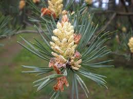 Attēlu rezultāti vaicājumam “Pinus sylvestris male flower”