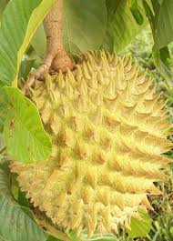 Attēlu rezultāti vaicājumam “Fruticola fruticum”