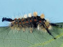 Attēlu rezultāti vaicājumam “Orgyia antiqua”