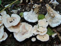 Attēlu rezultāti vaicājumam “Sistotrema confluens”