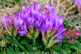Attēlu rezultāti vaicājumam “Astragalus danicus leaf”
