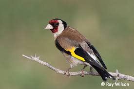 Attēlu rezultāti vaicājumam “Carduelis carduelis adult”