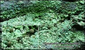 Attēlu rezultāti vaicājumam “Chaenotheca stemonea”