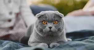 Afbeeldingsresultaat voor katten