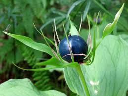 Attēlu rezultāti vaicājumam “Paris quadrifolia fruit”