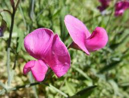 Attēlu rezultāti vaicājumam “Lathyrus latifolius fruit”
