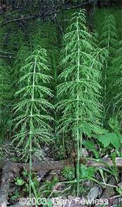 Attēlu rezultāti vaicājumam “Equisetum sylvaticum”