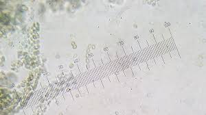 Attēlu rezultāti vaicājumam “Penicillium vulpinum”