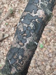 Attēlu rezultāti vaicājumam “Biscogniauxia repanda”