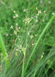 Attēlu rezultāti vaicājumam “Juncus conglomeratus fruit”