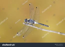 Attēlu rezultāti vaicājumam “Leucorrhinia albifrons female”