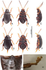 Attēlu rezultāti vaicājumam “Lycogala convexum young”