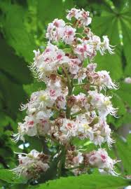 Attēlu rezultāti vaicājumam “Aesculus hippocastanum flower”