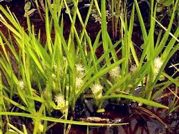 Attēlu rezultāti vaicājumam “Sparganiaceae”