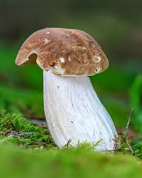 Attēlu rezultāti vaicājumam “Boletus edulis”