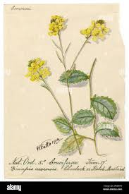 Attēlu rezultāti vaicājumam “Sinapis arvensis”