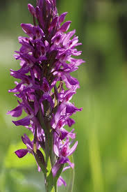 Attēlu rezultāti vaicājumam “Dactylorhiza incarnata leaf”