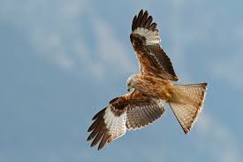 Image result for Milvus milvus