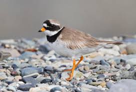 Attēlu rezultāti vaicājumam “Charadrius hiaticula adult”