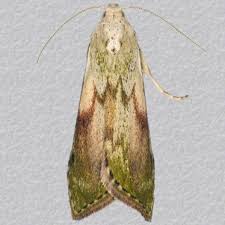 Attēlu rezultāti vaicājumam “Aphomia sociella male”