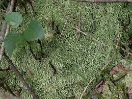 Attēlu rezultāti vaicājumam “Sphagnum fimbriatum”