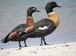 Attēlu rezultāti vaicājumam “Tadorna tadorna male”