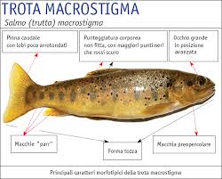 Image result for Salmo macrostigma