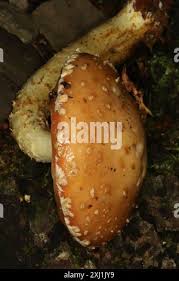 Attēlu rezultāti vaicājumam “Stropharia albocrenulata”