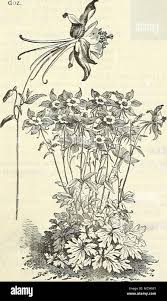 Attēlu rezultāti vaicājumam “Armeria vulgaris bud”