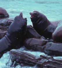 Image result for Zalophus californianus