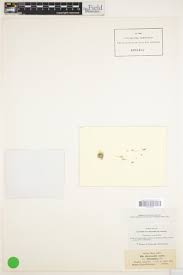 Attēlu rezultāti vaicājumam “Dicranella staphylina cells”