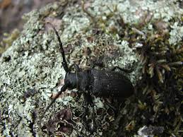 Attēlu rezultāti vaicājumam “Lamia textor”