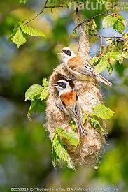 Image result for Remiz pendulinus