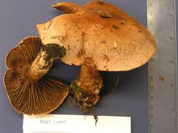 Attēlu rezultāti vaicājumam “Cortinarius traganus”