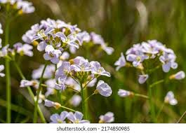 Attēlu rezultāti vaicājumam “Cardamine pratensis”