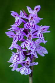 Attēlu rezultāti vaicājumam “Dactylorhiza”