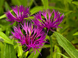 Image result for Flockenblume