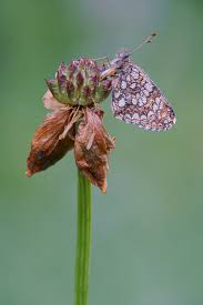 Attēlu rezultāti vaicājumam “Melitaea diamina underside”