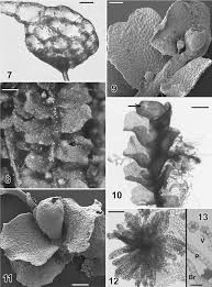 Attēlu rezultāti vaicājumam “Lophozia badensis sporophyte”