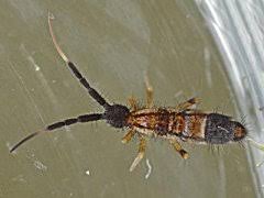 Attēlu rezultāti vaicājumam “Orchesella sp.”