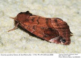 Attēlu rezultāti vaicājumam “Cosmia pyralina”