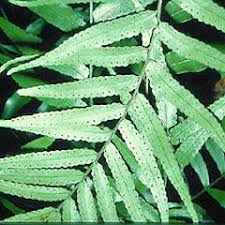 Attēlu rezultāti vaicājumam “Cribraria tenella”