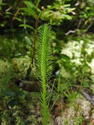 Attēlu rezultāti vaicājumam “Lycogala botrydium”