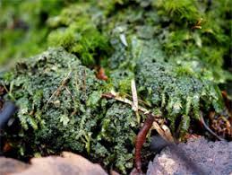 Attēlu rezultāti vaicājumam “Coenogonium pineti”