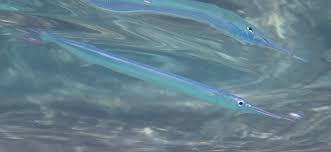 Attēlu rezultāti vaicājumam “Belone belone”