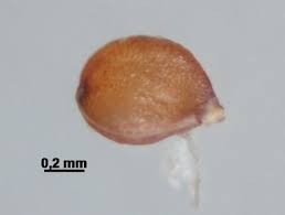 Attēlu rezultāti vaicājumam “Scirpus sylvaticus fruit”
