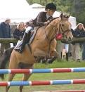 EQUESTRIAN SHOW JUMPING SPORT HORSES